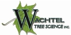 Wachtel Tree Logo